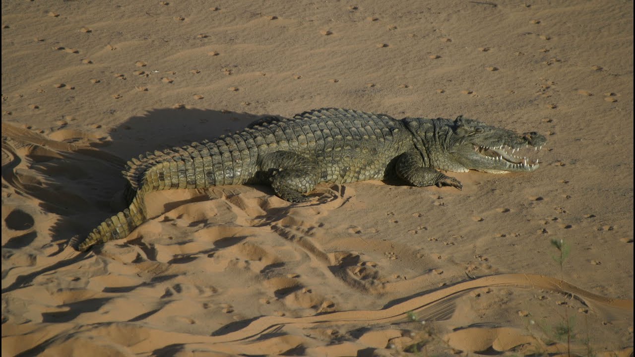 Lake Nasser PART I: A Croc Chronicle (2003)  بحيرة ناصر الجزء الأول: أخوار التماسيح