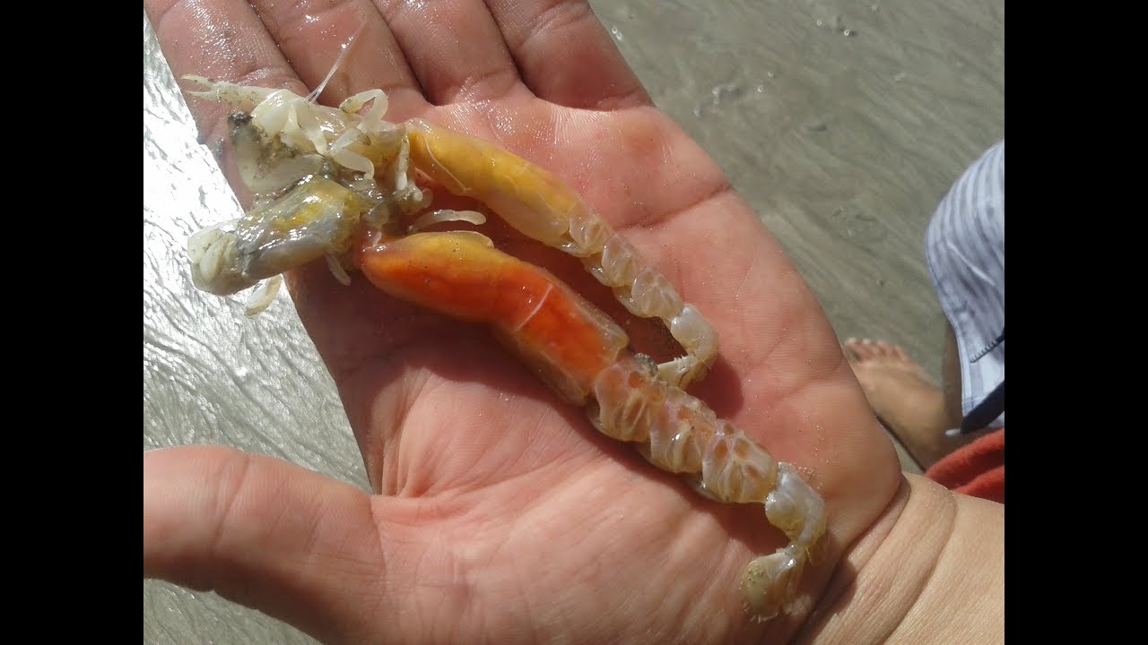 COMO PEGAR CORRUPTO EM 1 MINUTO!??\o/😃😃😃