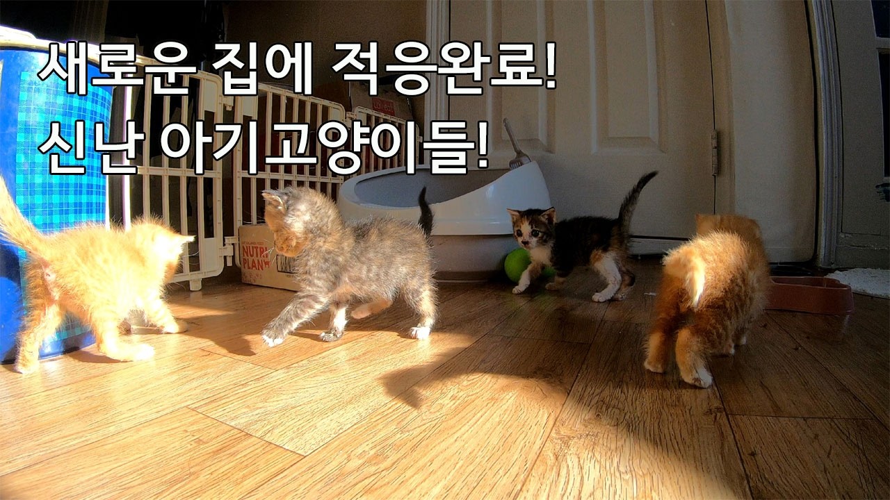 새로운 집에 적응 완료! 신난 아기 고양이들! #길고양이 #고양이 #길양이