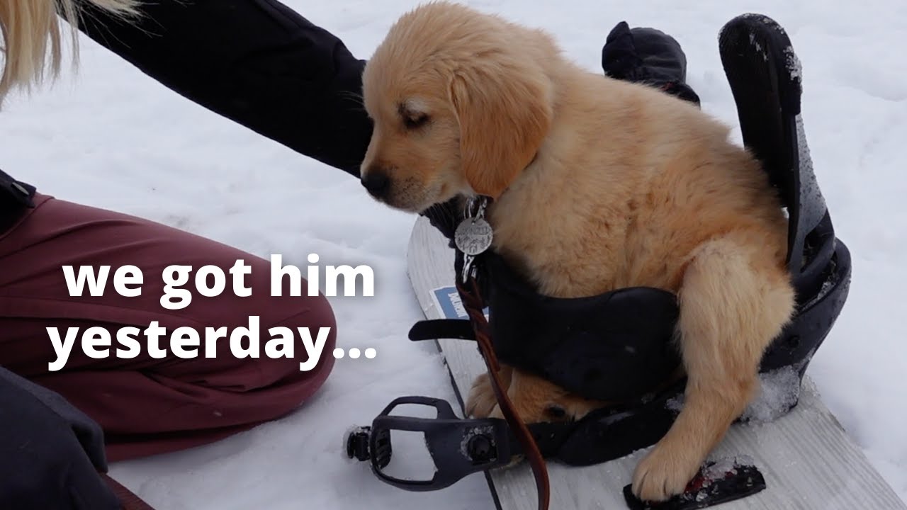 our puppy Wrangler plays in the snow for the first time at a ski lodge