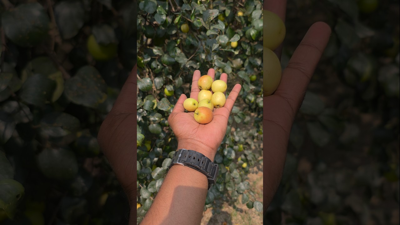 Traditional Village Apple Kul Harvest | Fresh Boroi From The Tree | Part 26