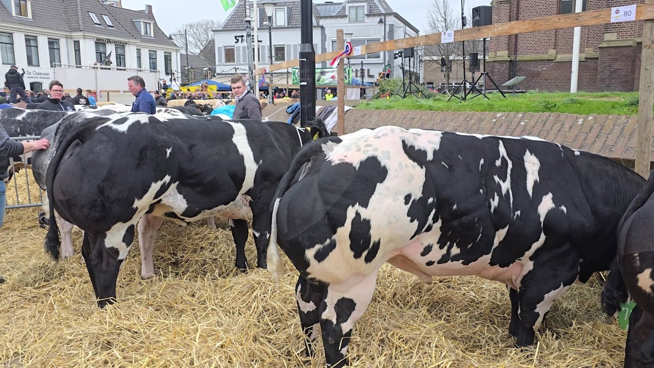 paasveetentoonsteling, schagen - 2025
