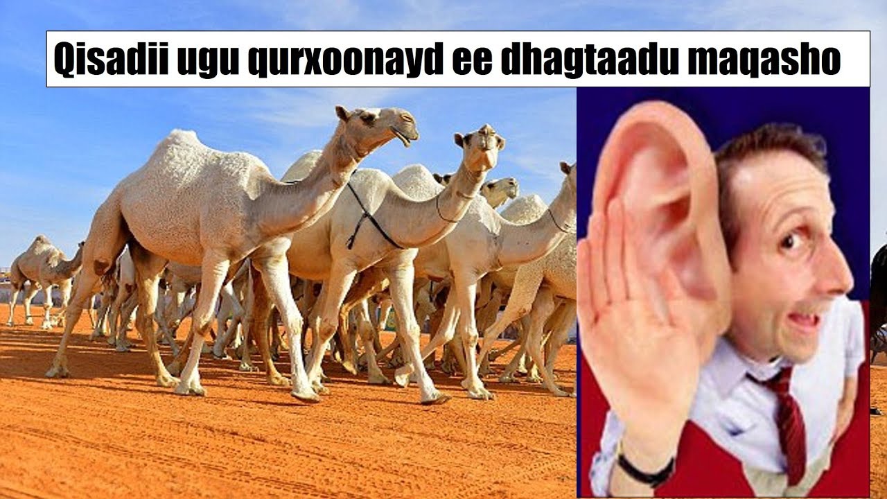 Qisadii ugu quruxda badnayd ee dhagtaatu maqasho. Yaa Allaah!!