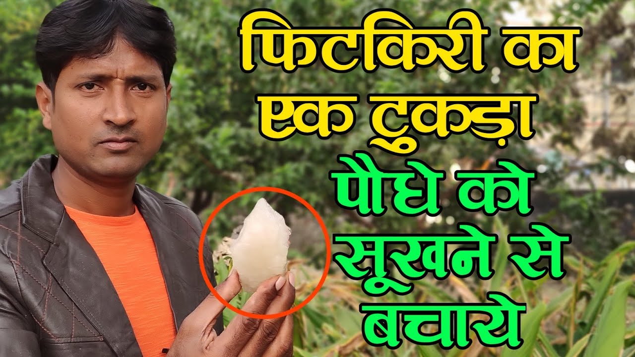 फिटकिरी का एक टुकड़ा पौधे को सूखने से बचाए | फंगस का घरेलू इलाज | फंगस का जड़ से सफाया