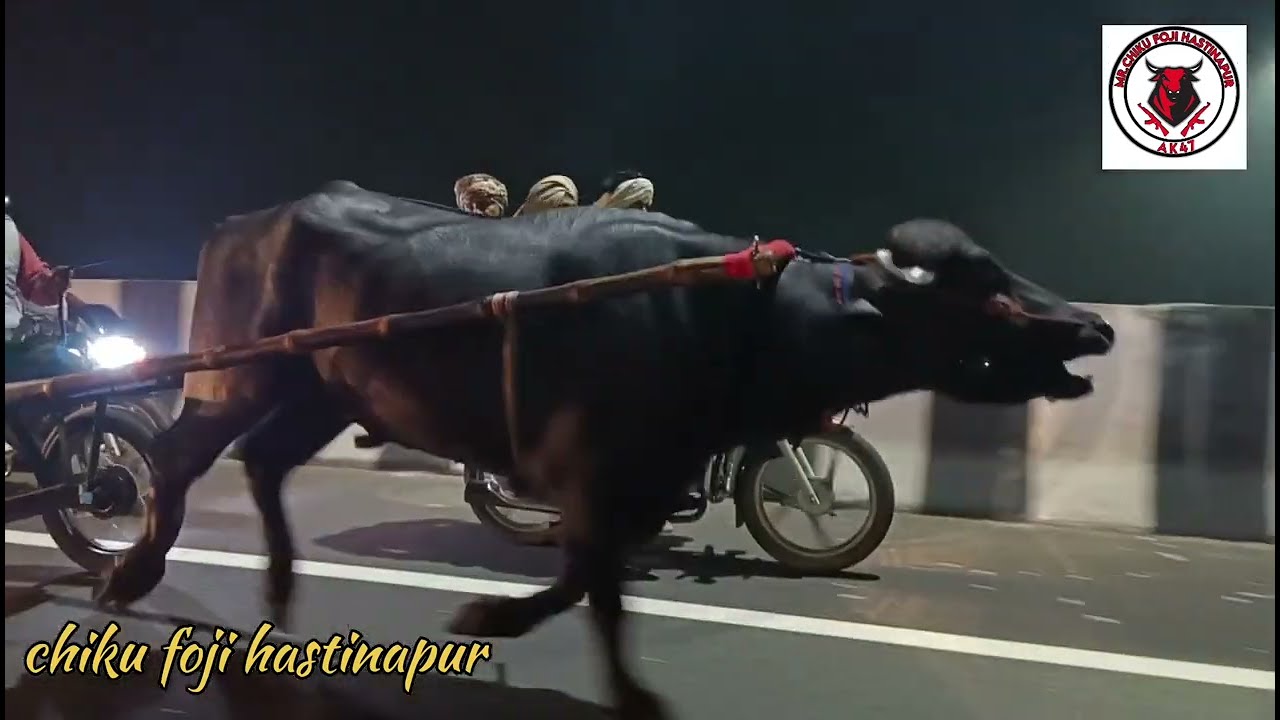 मोंटी खेकड़ा vs मन्नु खेकड़ा हापुड़ टू गड 32 किलोमीटर विन्नर मोंटी खेकड़ा