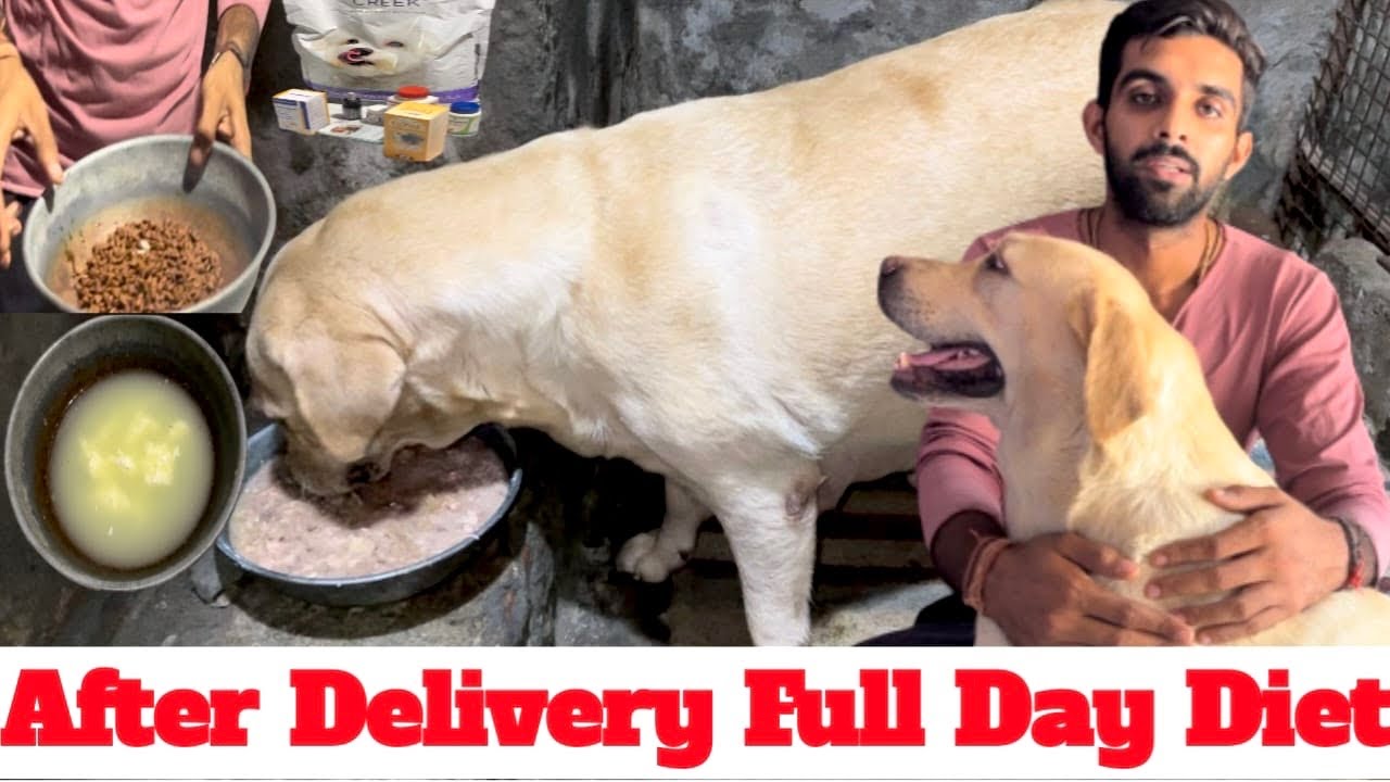 Delivery k baad female ko kya diet de || Full day diet plan @SIKRI KENNEL  #lab #labradorlove #diet