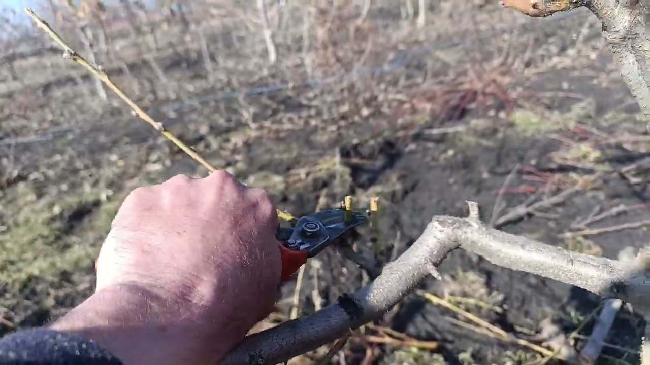 Підготовка кісточкових до першої обробки. Деякі нюанси при обрізці персика.