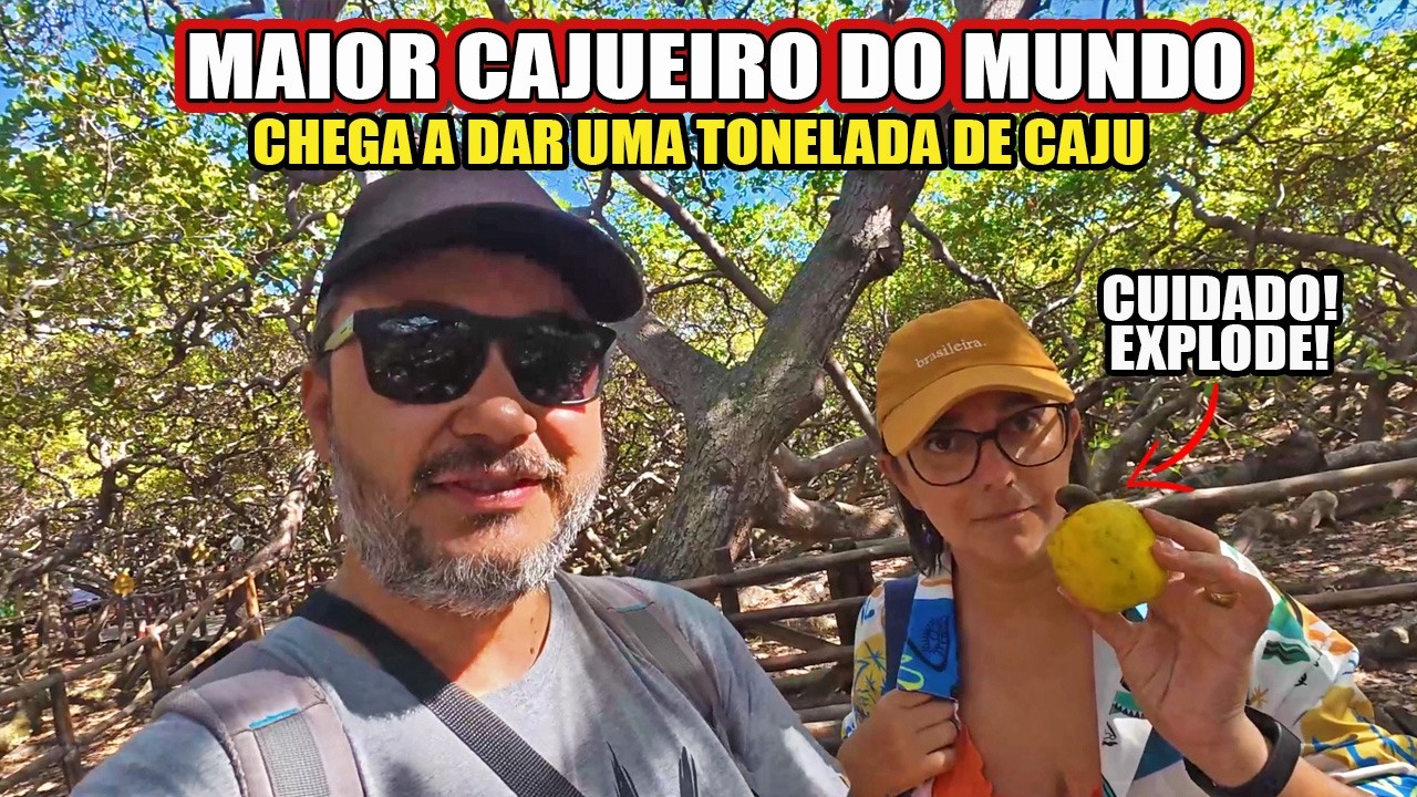 PASSEIO TOP EM NATAL! O MAIOR CAJUEIRO DO MUNDO - É A MAIOR ÁRVORE FRUTIFERA DO PLANETA #Vlog