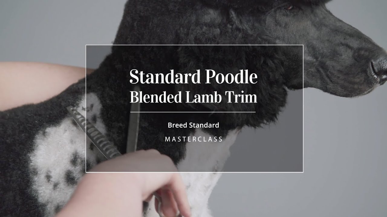 Blended Lamb Trim - Standard Parti Poodle Masterclass Trailer