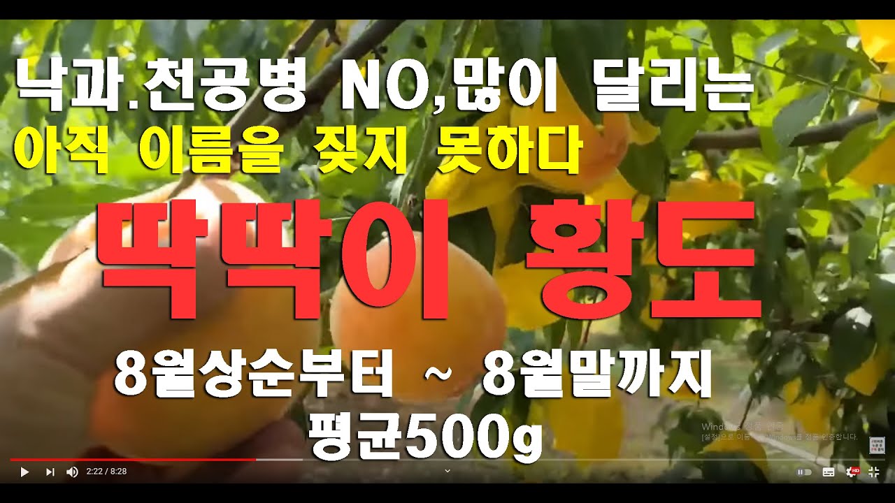 [복숭아]신품종 호석황도/아직 이름을 ?/낙과와 천공병 없는 대과 딱딱이 황도 발견/평균500g