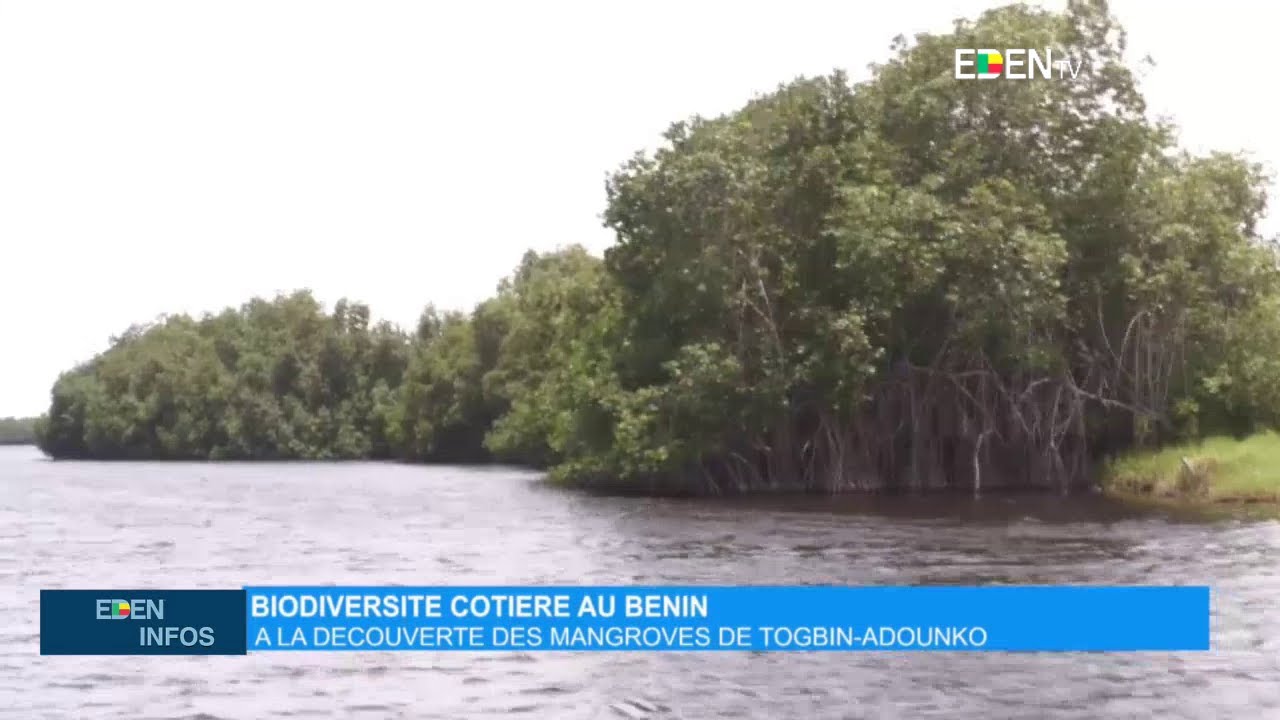 Biodiversité côtière au Bénin : À la découverte des mangroves de Togbin-Adounko