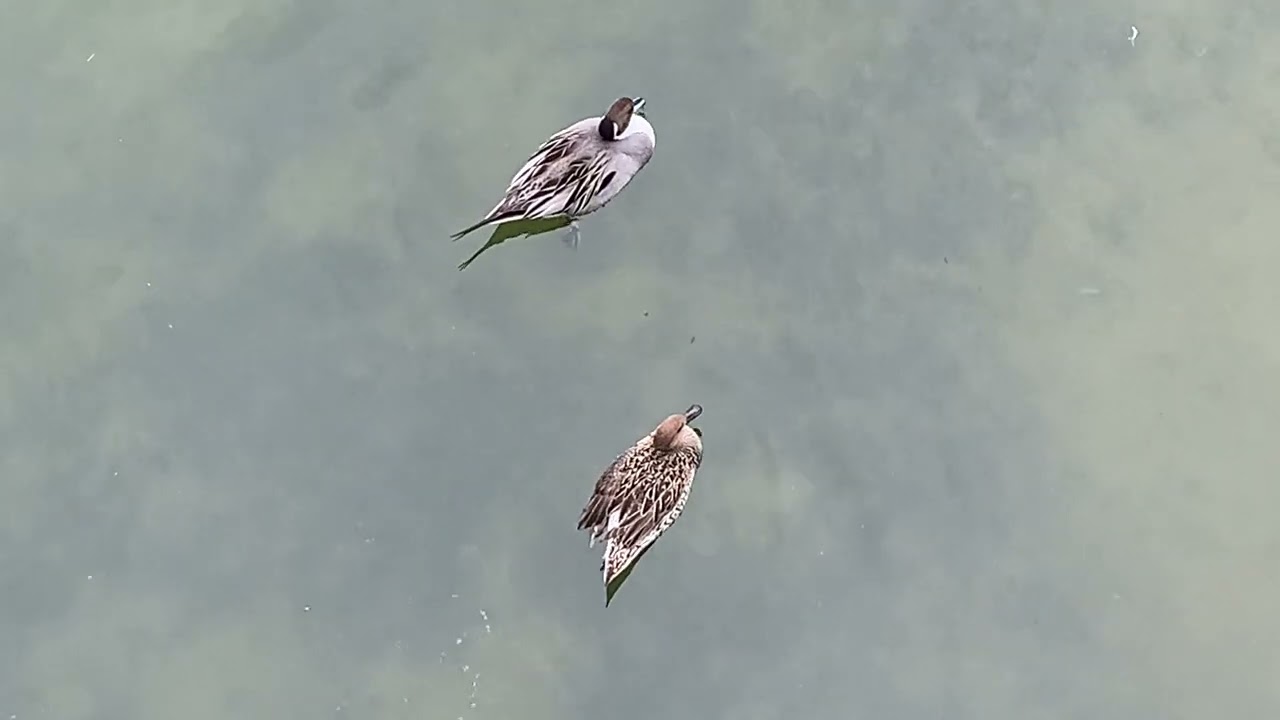 平荘湖のオナガガモのメスの様子116