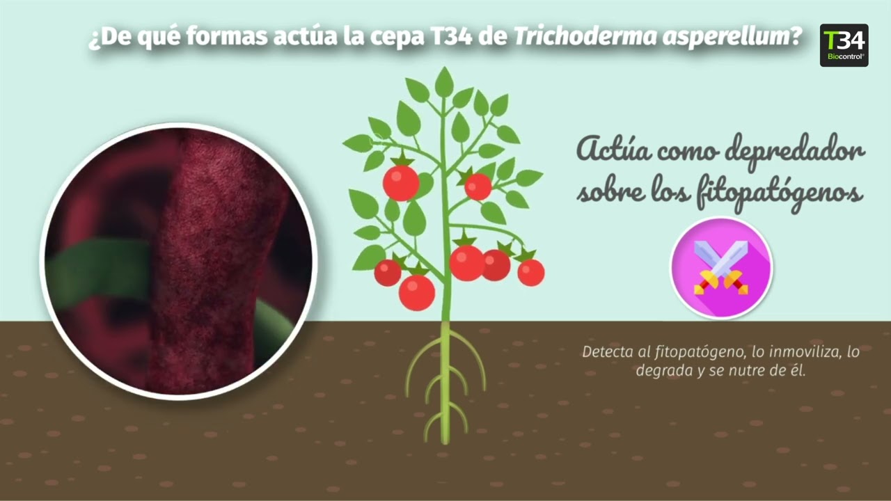 Descubre T34 Biocontrol&reg;: Qu&eacute; es, c&oacute;mo funciona y c&oacute;mo se aplica.