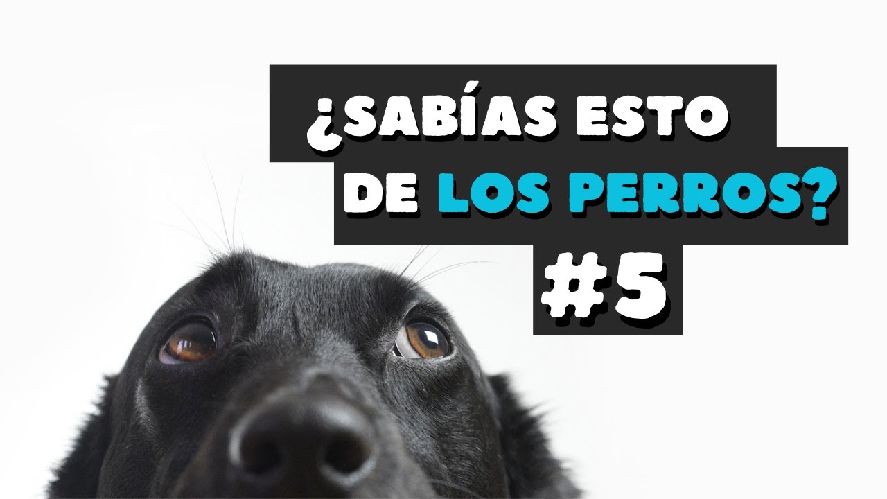 &iquest;Cuantos dientes 🦷 puede tener un perro?