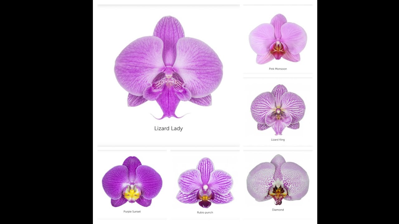 💙💛 Catalog of pink, lilac phalaenopsis🌺 Каталог рожевих, бузкових фаленопсисів🌺Catalog Microflor