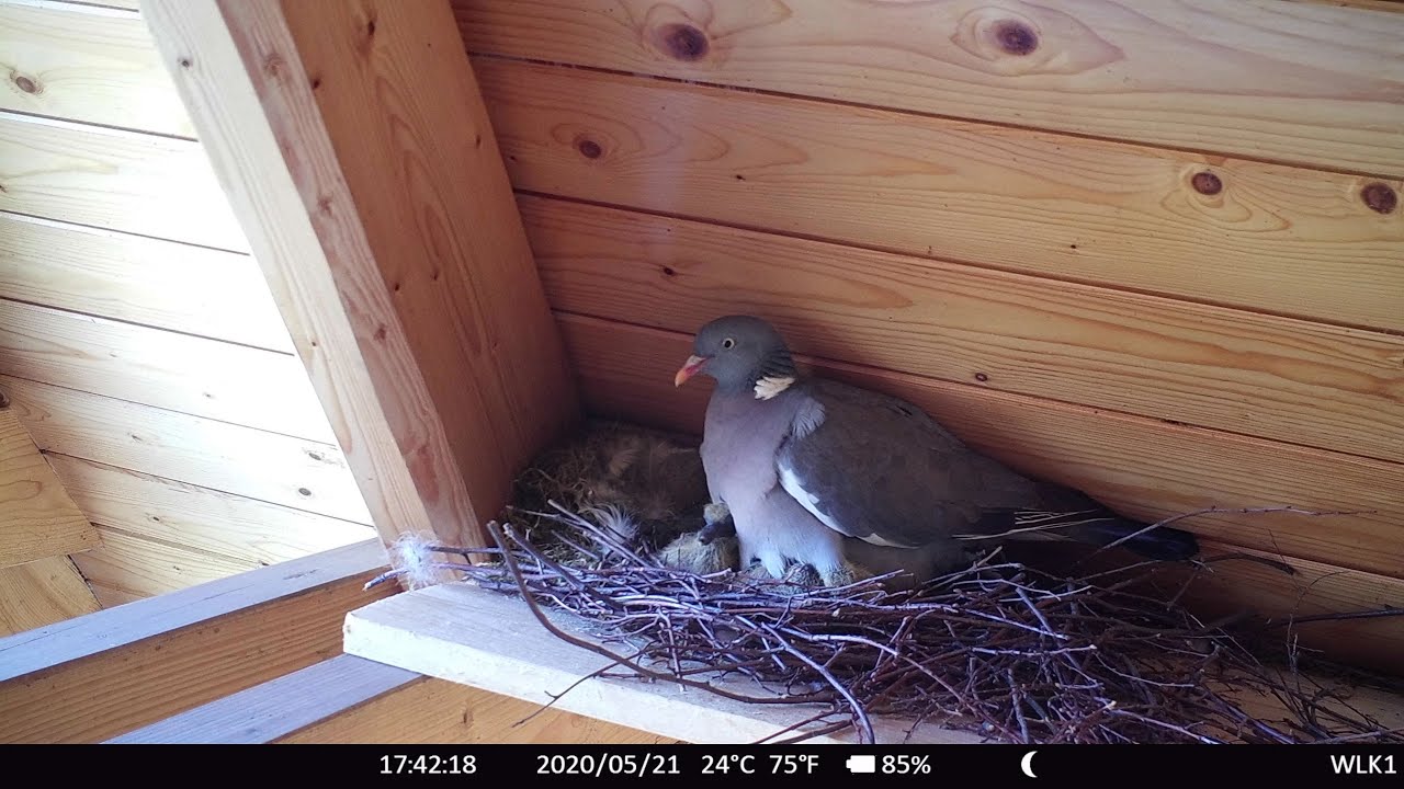 Ringeltauben Nachwuchs - 21.05.20 - erster Einblick ins Nest
