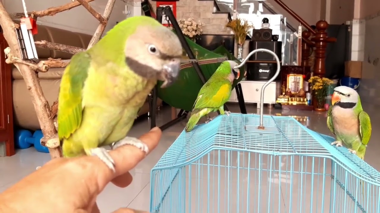 vẹt ngực hồng//c&aacute;ch ph&acirc;n biệt trống m&aacute;i