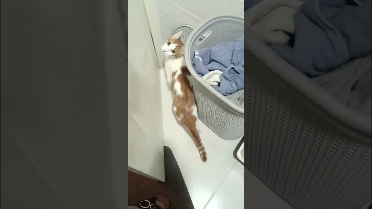 Pamukcan devriyede😂#cat #kedi #kediler #funnycats #keşfetbeniöneçıkar #shortvideo #viralvideo #love 