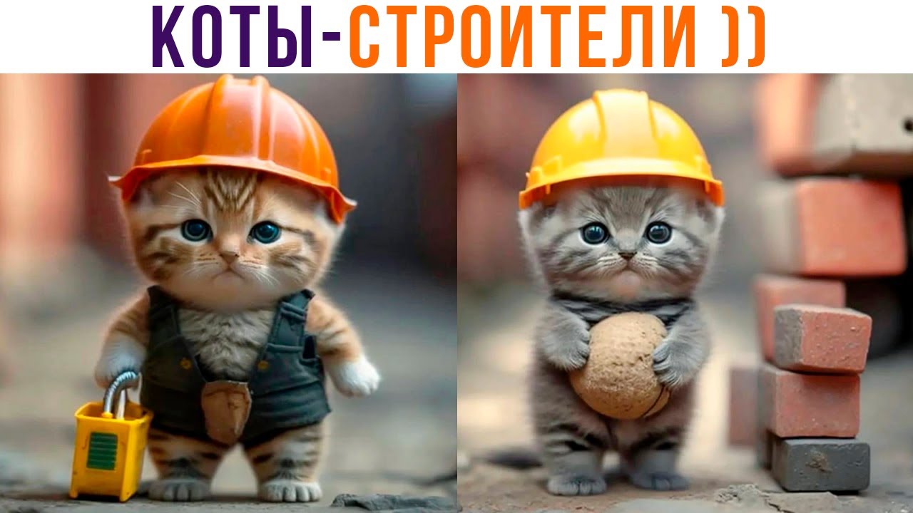 КОТЫ-СТРОИТЕЛИ ))) Приколы с котами | Мемозг 1229