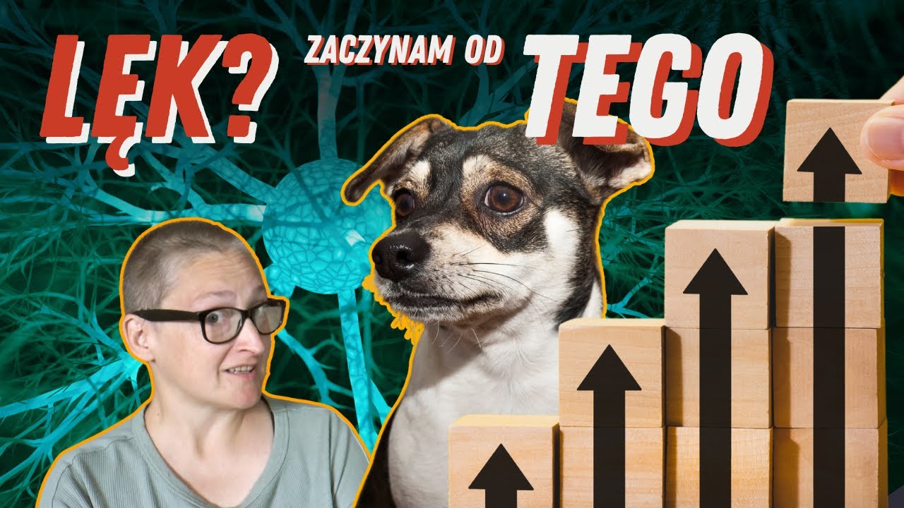 Pies Się Boi? Jak zacząć leczenie lęku u psa. | Tajemnice psiego mózgu