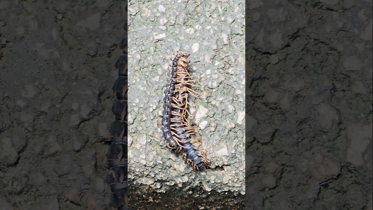 Crawling into Love Millipede Mating Moments