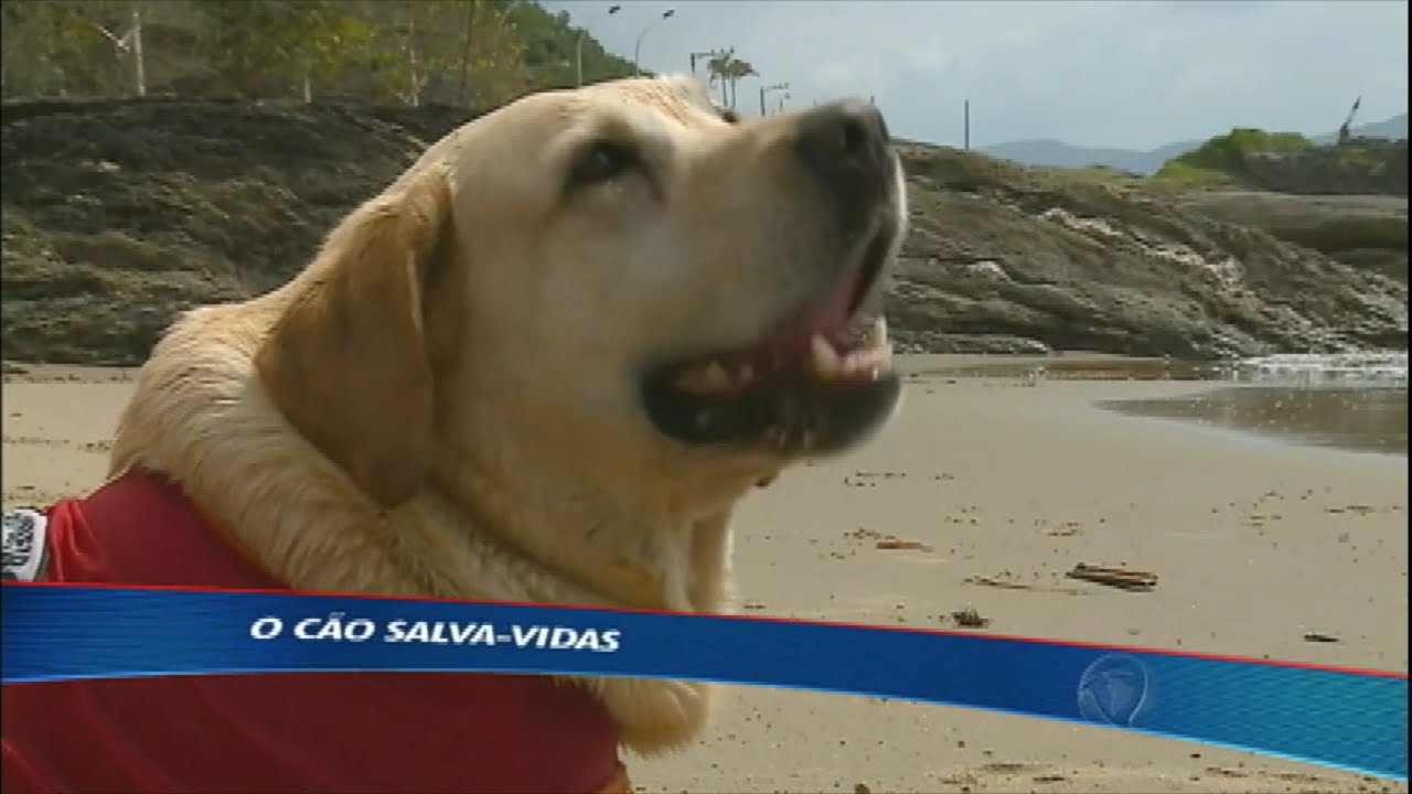 Conheça o cão salva-vidas que é um verdadeiro atleta