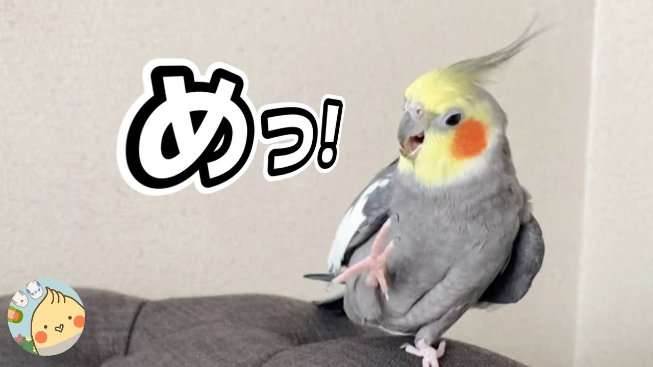 タオルや座布団に次々八つ当たりしていき最後に私も叱られる オカメインコこはく
