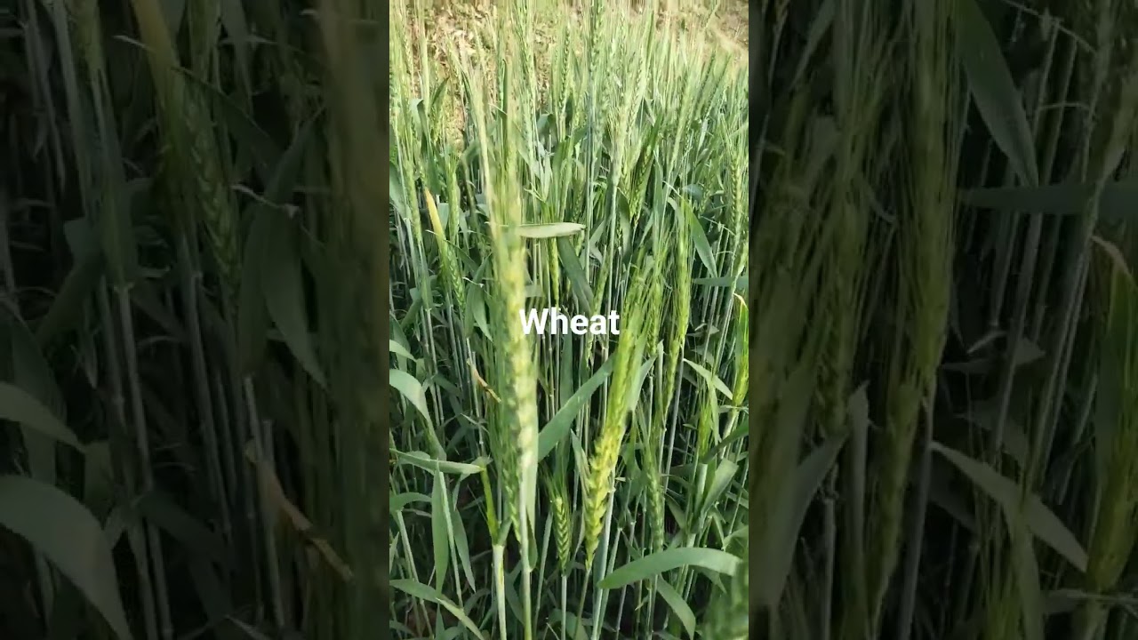 Wheat plant | #wheat #viral