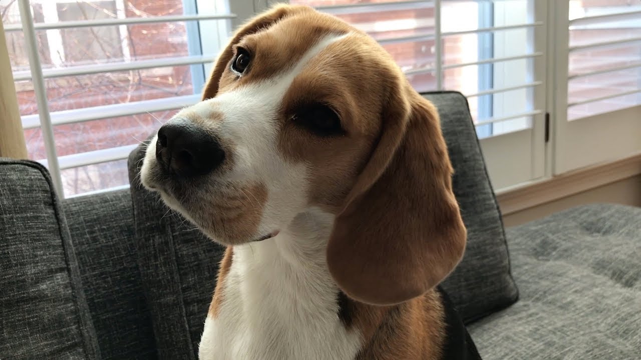 What is your favorite part of Oliver?