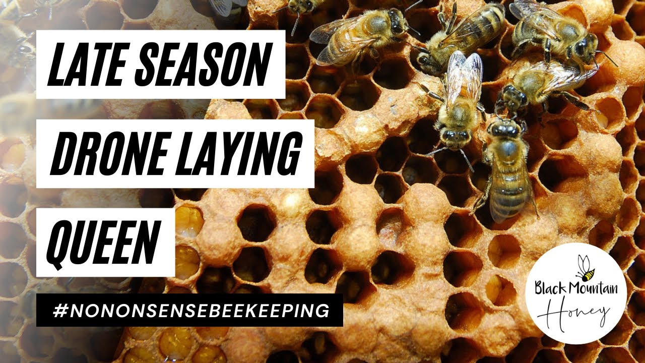 Late Season Drone Laying Queen