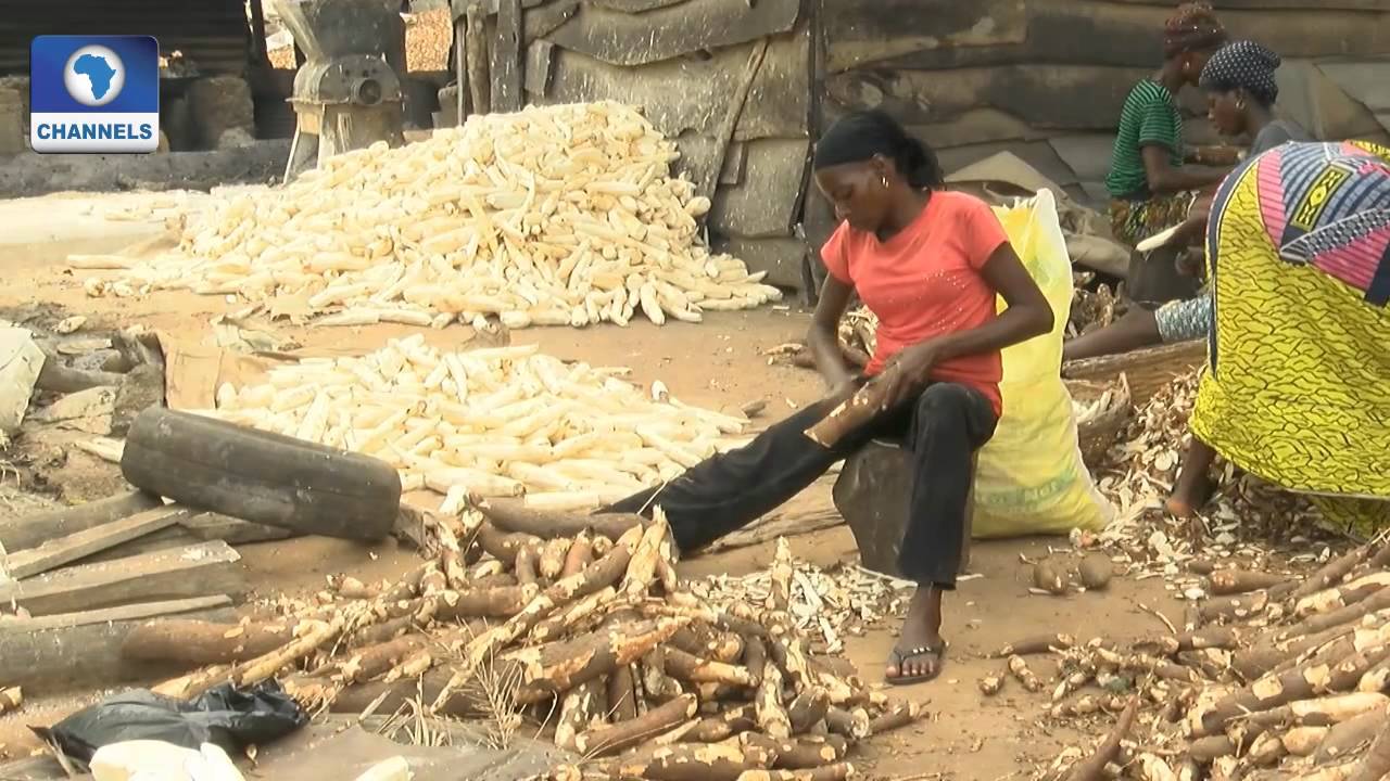 Earthfile Focuses On Making Better Use of Cassava Waste (PT1) 03/07/15