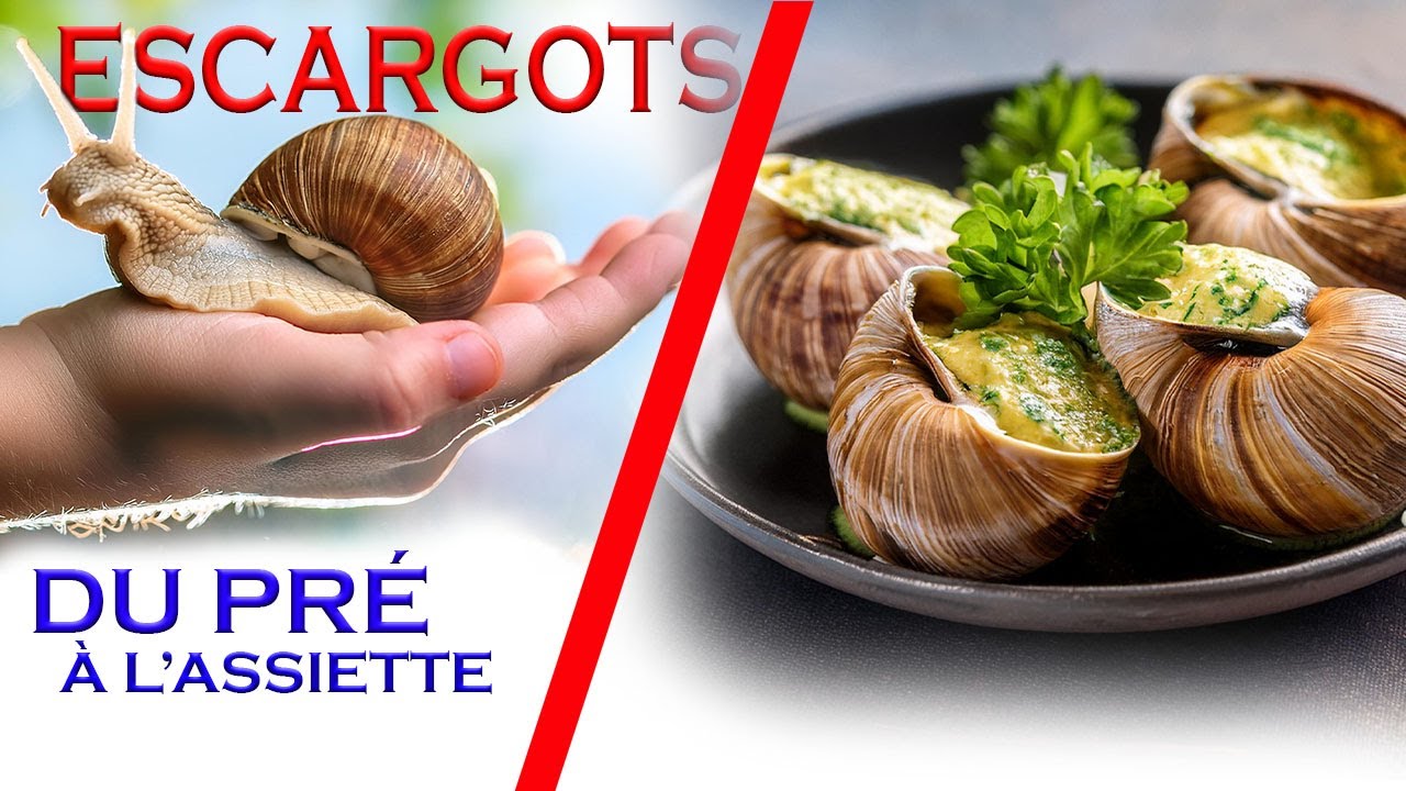 ESCARGOTS, DU PRÉ À L'ASSIETTE