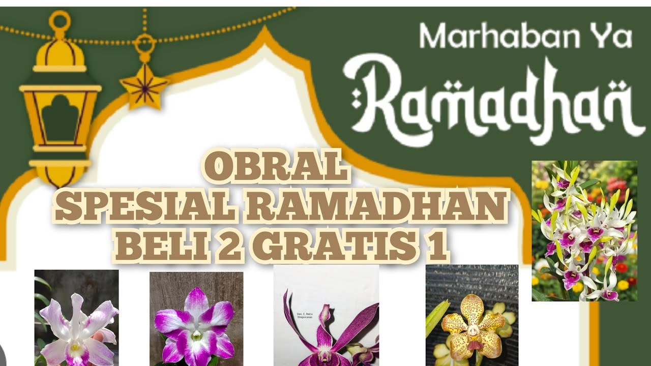 PROMO ANGGREK BELI 2 GRATIS 1 DAN ANGBUL REMAJA 35 RIBUAN 🌷🌷 085655696848