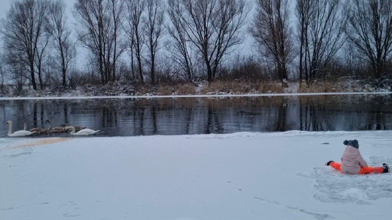 Winter vacation with wonderful music. Swans on the river