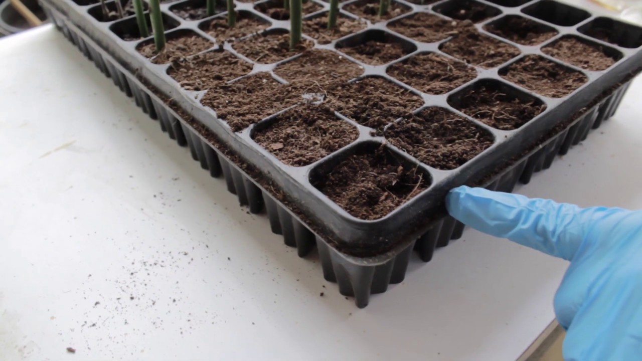 How to Grow Goji Berries From Seeds