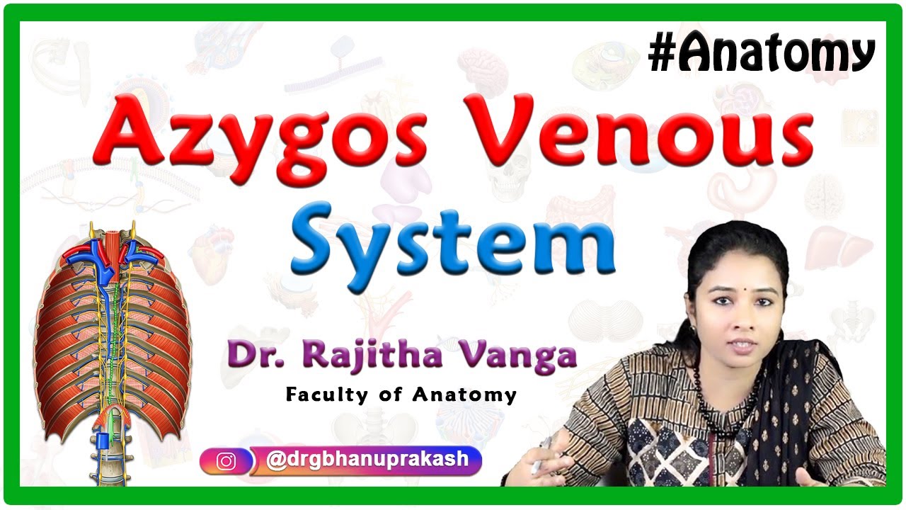 Gross anatomy of Azygos venous system : Azygos vein, Accessory hemiazygos vein and Hemiazygos vein