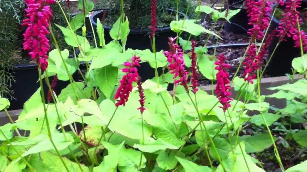Ground cover Persicaria