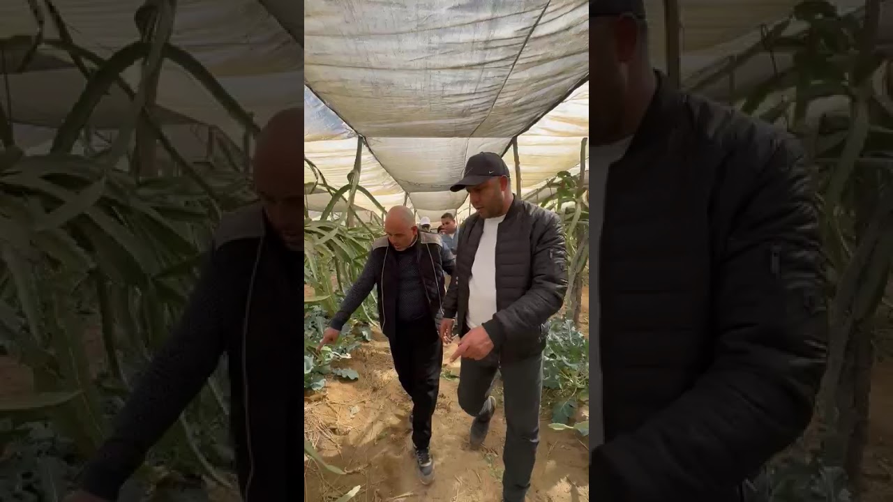 👈🌿🌱تبادل الخبرات مع دولة تونس الخضراء 🌱🌿👈مع الفلاح محمد الضو🌿