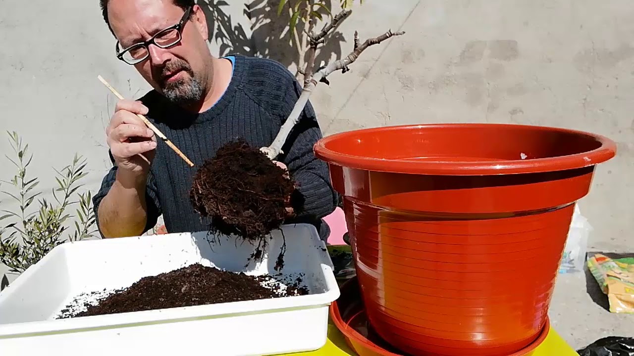 TRASPLANTE DE HIGUERA (FICUS CÁRICA)