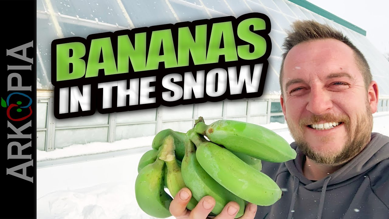 🍌Growing Bananas in -30C in Canada in a Passive Solar Greenhouse.