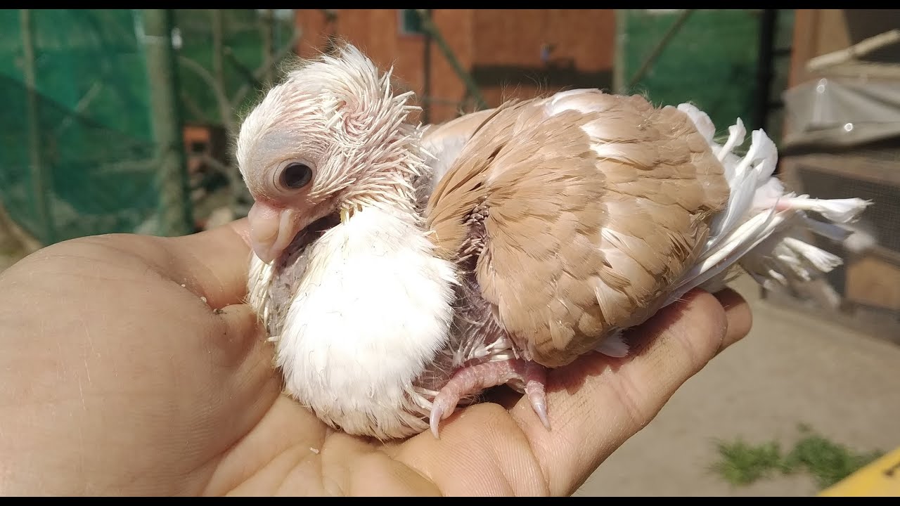 Przegląd młodych w wolierze 2020r.