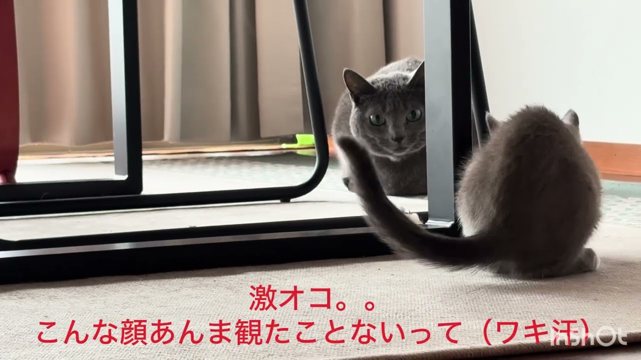 インちゃん日記④お試し