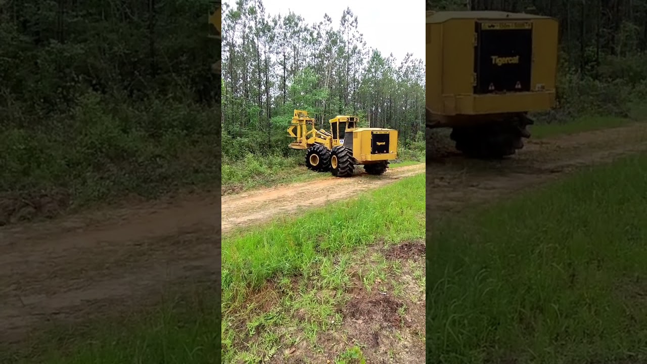 2022 720g Tigercat Feller buncher I love this beast!💪😎