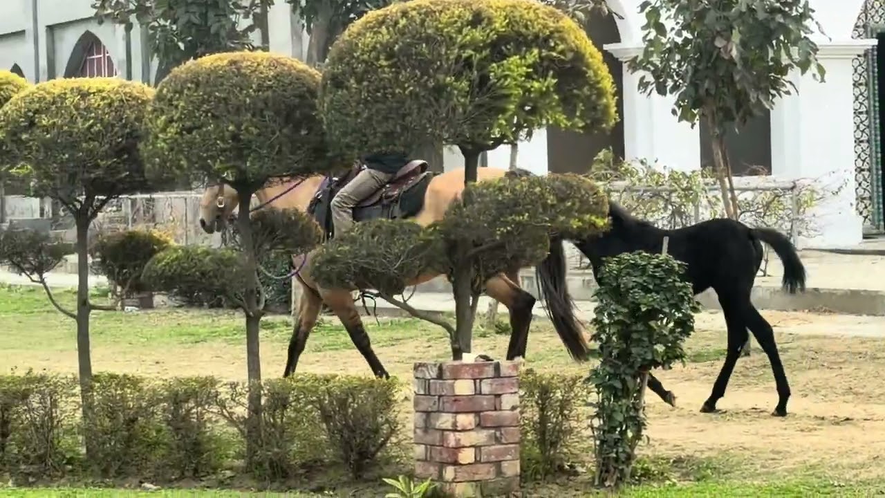 riding our kathiawari mare after a long time