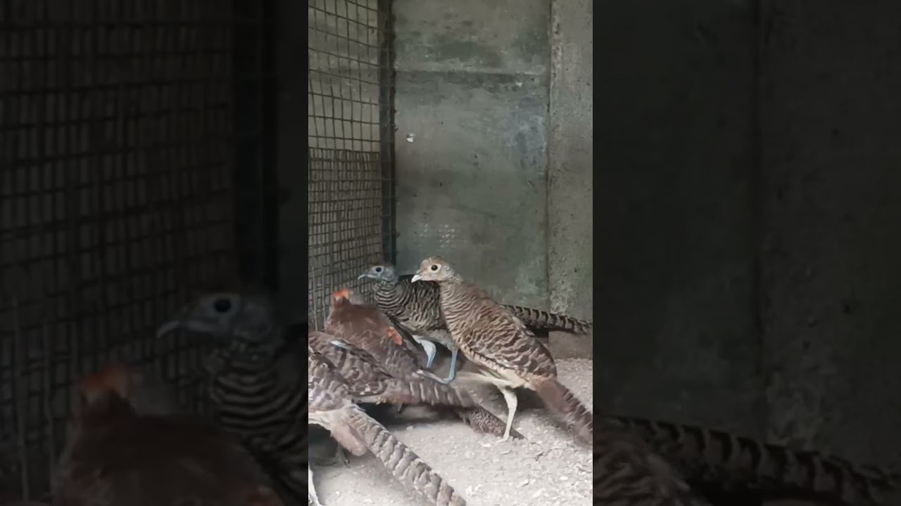 5 month old  pheasant chicks