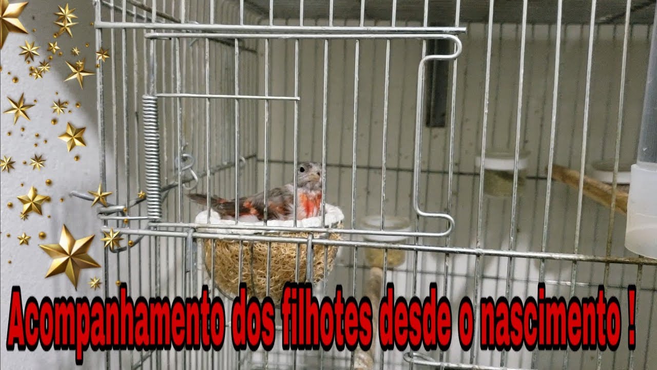 Dia a dia dos filhotes de Pintassilgos Venezuelanos desde o nascimento 🐣🐥 !