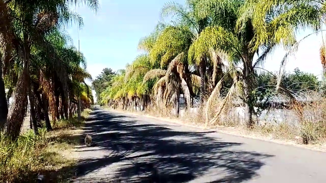 24 de diciembre y ya los reyes vienen bajando