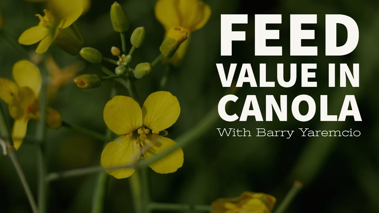 Feed Value In Canola