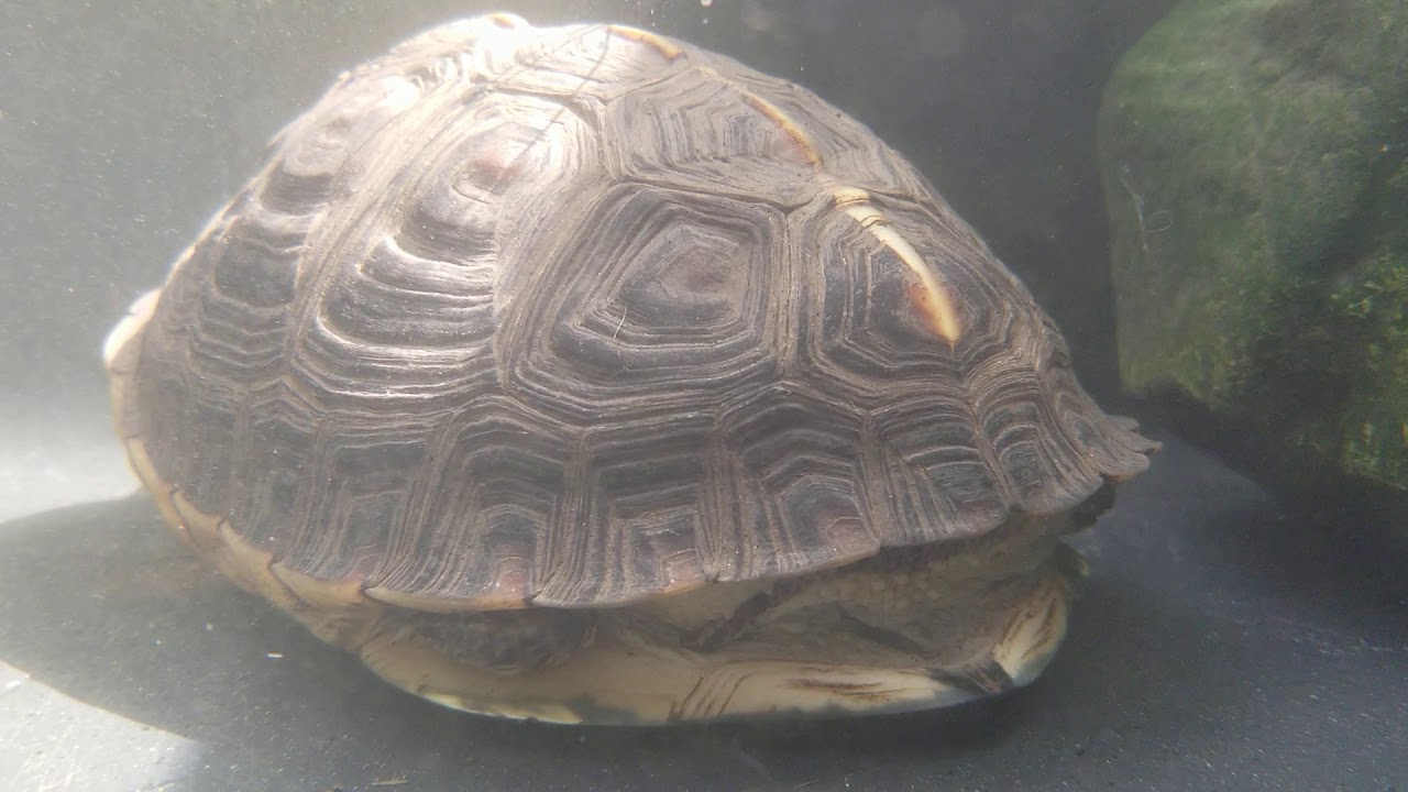 Cuora flavomarginata Waterland enclosure update
