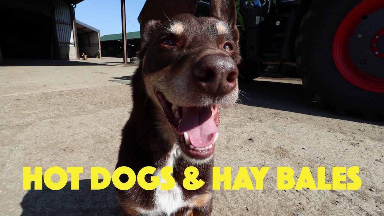 Hot Dogs & Hay Bales